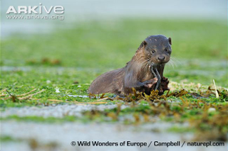 Illustration for article titled Monday Mustelid - Lutra lutra Edition